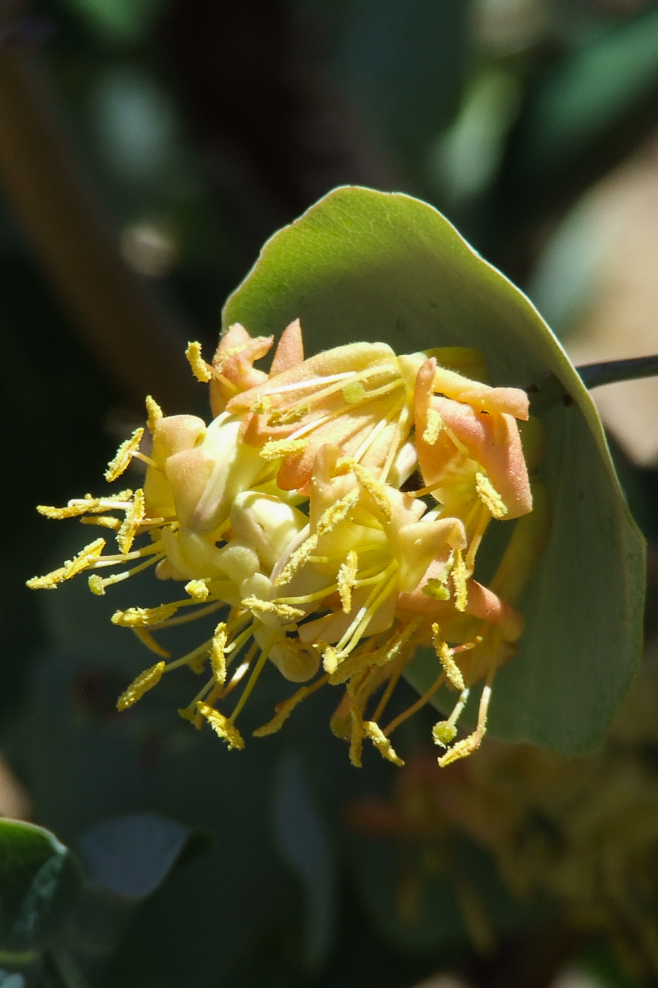 Kintzley's Ghost Honeysuckle